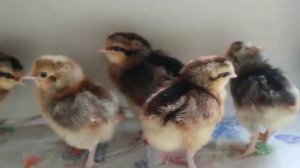 куры ЛЕГБАР суточные цыплята