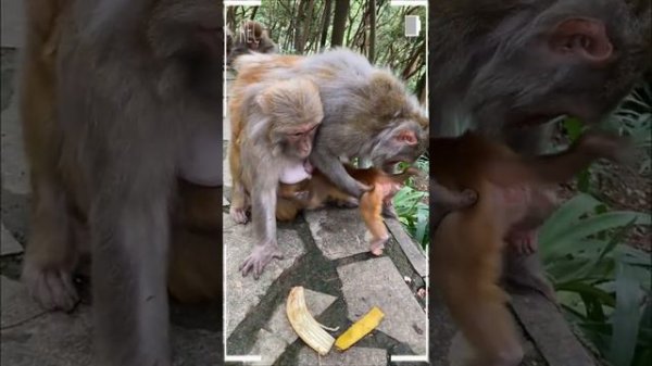 The Best of Monkey Videos - A Funny Eating Monkeys Compilation Ep224