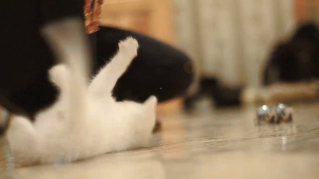 Funny Kitten Fight [HD] 子猫ファイト смотреть онлайн