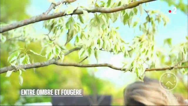 Jardin - Entre ombre et fougère смотреть онлайн
