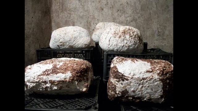 Как растут шиитаке