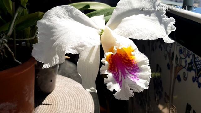 Cattleya mossiae semialba цветение смотреть онлайн