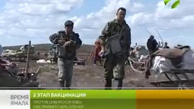На Ямале начался второй этап вакцинации оленей против сибирской язвы смотреть онлайн