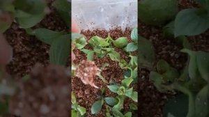 Укоренение петунии в вермикулите. Отличный результат!