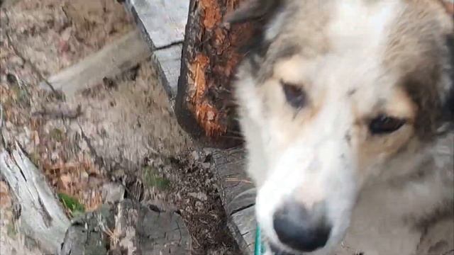 Костя один в тайге. смотреть онлайн