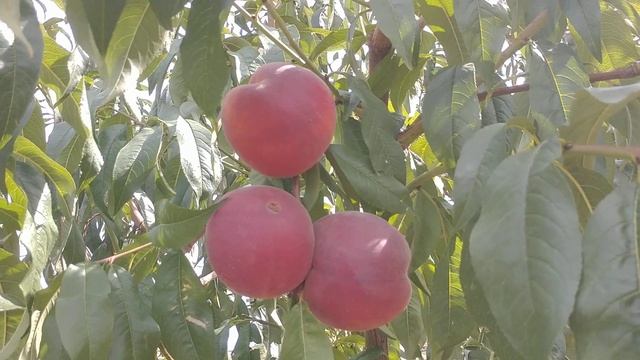 Персик Роял Прайд. Peach Royal Pride. Солодка серія Royal. Пізня смакота. Огляд від Максі Сад. смотреть онлайн