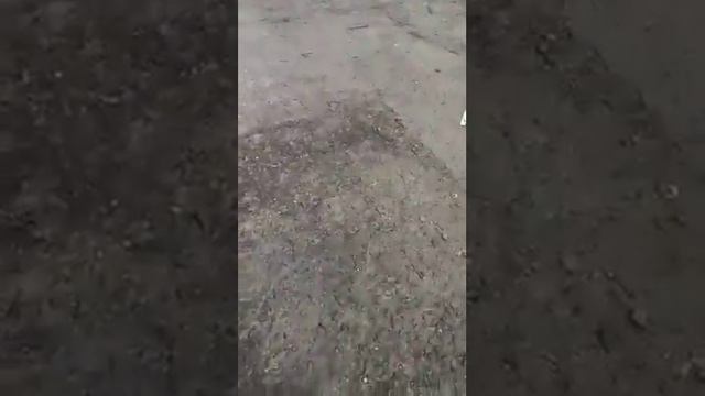 Западно-сибирские лайки. Подросли. смотреть онлайн