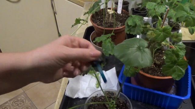 Пеларгонии.Как Черенковать редкие гибриды☘Стеллары и Зонартики.✨Где заказываю черенки?.Мои Планы. смотреть онлайн