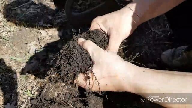 Урочище Яичное поле. Хотели покопать набрали грибов. смотреть онлайн