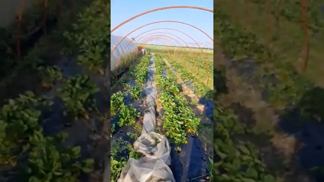 клубника сорт Альба в открытом грунте 4.06.2022(извините за качество сьёмки,спешка!) смотреть онлайн