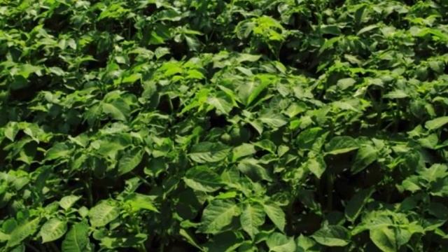 Купить Семена Картофеля Адретта Почтой В России смотреть онлайн