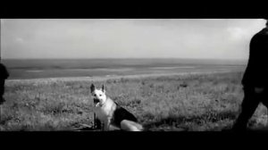 Восточноевропейская овчарка ВЕО   история породы 1