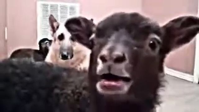 КАРАМЕЛЬКА  игры, головоломки, мультфильмы