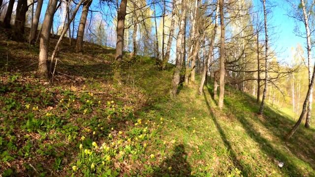 Прогулка по весеннему лесу | Walk in the spring forest смотреть онлайн
