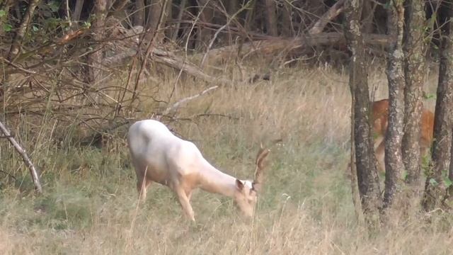 Лесные олени. Белый олень пасется на вечерней зорьке | Мир природы смотреть онлайн