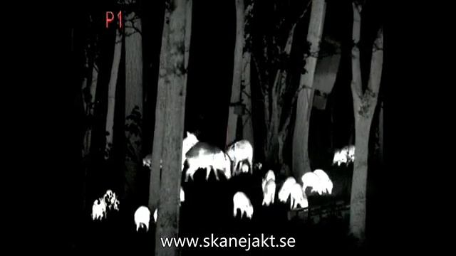 Thermal Riflescope Fortuna General 40L6