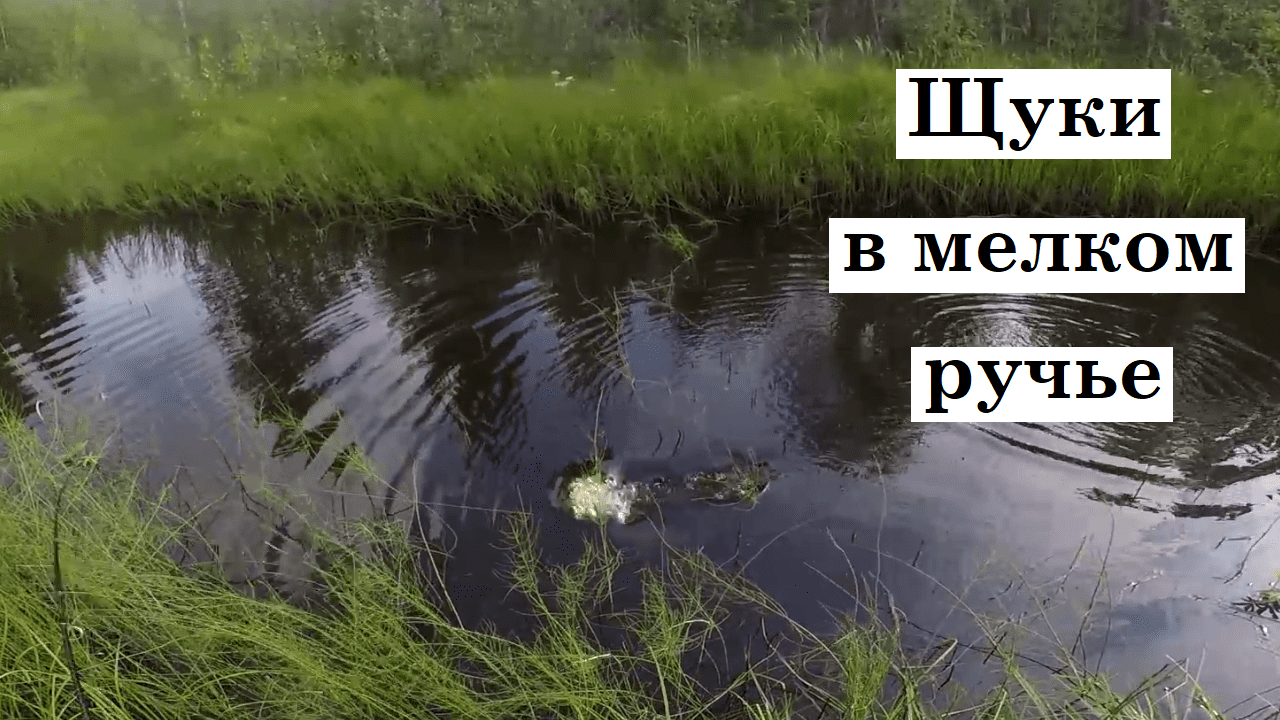 РЫБАЛКА на спиннинг в маленьком ручье | С берега хватают щуки и окуни прямо в траве на мели