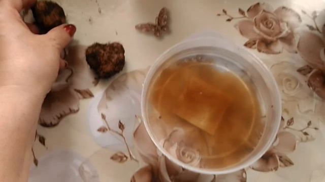 Бегония Элатиор, весна в БЕЛОРЕЦКЕ, новинки комнатных цветов смотреть онлайн