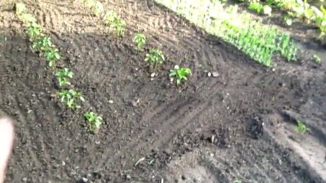 РЫХЛЕНИЕМ ПОЧВЫ - ЗАДЕРЖИВАЕМ ВЛАГУ И УНИЧТОЖАЕМ СОРНЯКИ смотреть онлайн