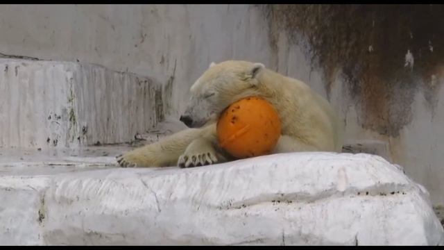 Малышка Хочан подрёмывает...Осака, Япония..Baby Hochan taking a nap...Osaka, Japan.. смотреть онлайн