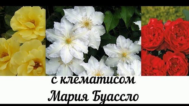 С каким клематисом совместить розы? Цветовое сочетание роз и клематисов! Названия сортов! смотреть онлайн