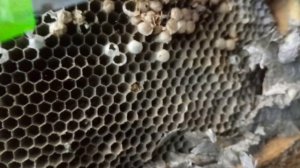 Шок!  Вскрываем осиное гнездо под полом на балконе