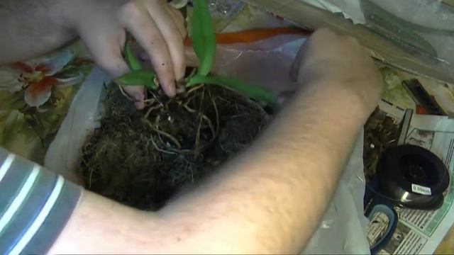 【KOKEDAMA.SU】 Мастер-класс: подвесная кокедама для орхидей