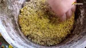 СЕКРЕТ. УЛОВИСТАЯ ПРИКОРМКА НА КАРПА. КАК ПРАВИЛЬНО СВАРИТЬ ПЕРЛОВКУ НА РЫБАЛКУ. ВЕК ЖИВИ-ВЕК УЧИСЬ