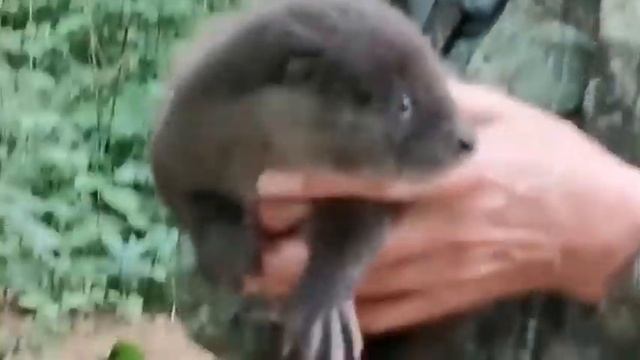 "Зовёт маму": в Приморье спасли детёныша выдры смотреть онлайн