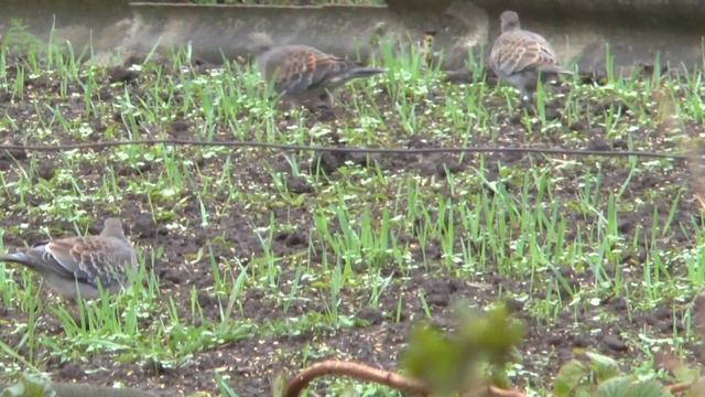 Дикие голуби на дачной грядке смотреть онлайн