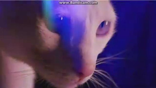 мой кот один дома смотреть онлайн