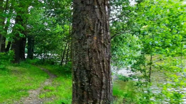 Футаж Лето, Река, Движение Вперед Вдоль Берега, Летние Пейзажи. Футажи для Видеомонтажа. Видеофутаж смотреть онлайн