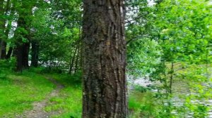 Футаж Лето, Река, Движение Вперед Вдоль Берега, Летние Пейзажи. Футажи для Видеомонтажа. Видеофутаж