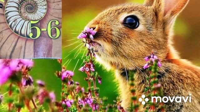 Биология учебник 5-6 класс ( Пасечник ), Параграф 32 аудио #биология #пасечник #параграф32