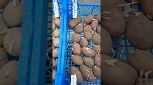 Картофель "Каменский" и "Ласунок". Начало проращивания. Зеленение.