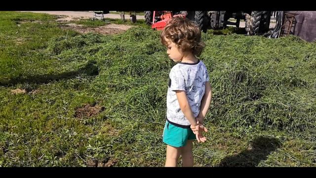 Коровы. Видео для детей. Рога, копыта, хвост, вымя и настоящее Му! смотреть онлайн
