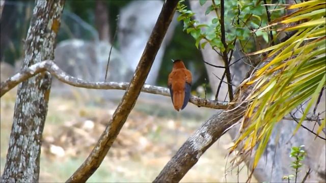 Picaflor de Juan Fernández (Sephanoides fernandensis) - Juan Fernandez Firecrown смотреть онлайн