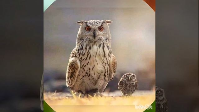 Милые маленькие животные.часть3 смотреть онлайн