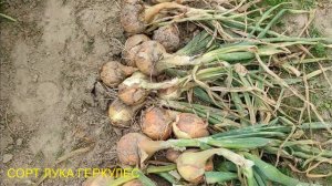 Сорта лука Коррадо, Геркулес, Стурон