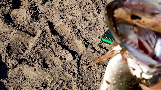 Ранним утром рыбалка на хищника. смотреть онлайн