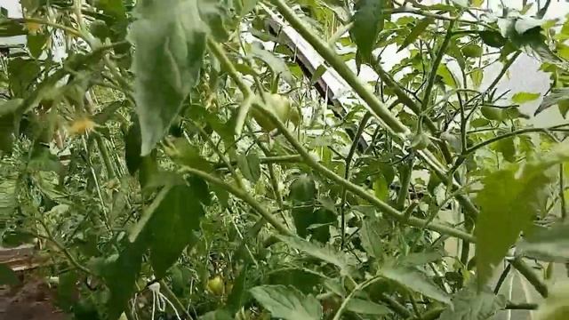 Томат жирует. Так выглядят томаты после перенесенного стресса. Завязей не пересчитать!!! смотреть онлайн