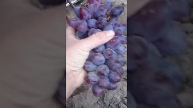 Виноград Зарево Київщина 2017 смотреть онлайн