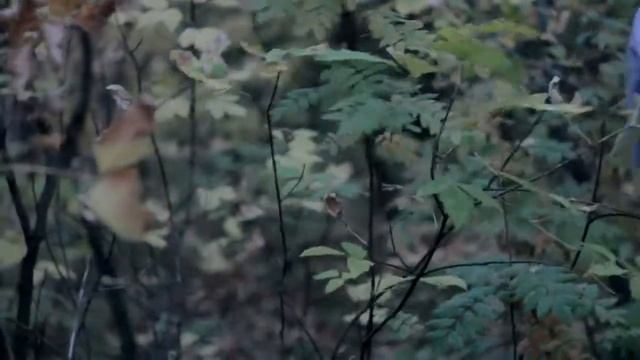 Canon 550d kit, 600d + helios 44m смотреть онлайн