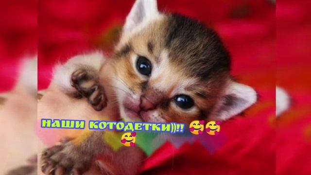 Девочки породы чаузи смотреть онлайн