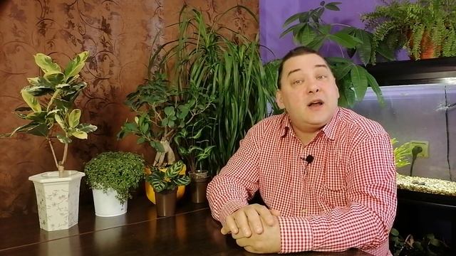 Фикус Уход в домашних условиях смотреть онлайн