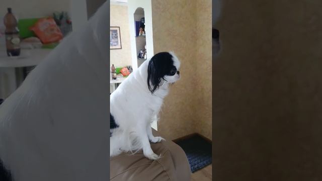 Японский хин: защитница! Но почему так смешно?))) смотреть онлайн