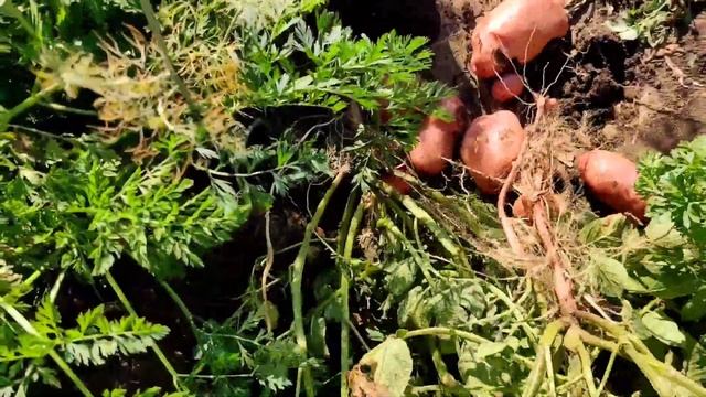 Сарпо Мира сезона 2022 года от посадки до уборки смотреть онлайн