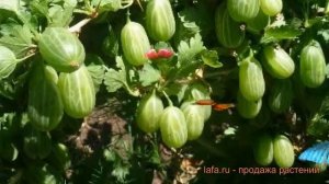 Крыжовник обыкновенная Уральский изумруд ? обзор: как сажать, саженцы крыжовника Уральский изумруд