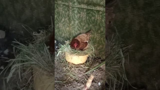 Куры заказали мебель из ИКЕА, но и такая сойдёт)) 14 мая 2023 г. смотреть онлайн