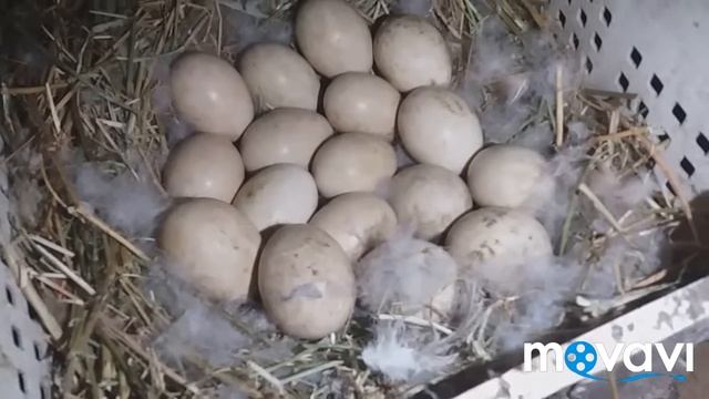 Чем кормить цыплят в первые дни их жизни смотреть онлайн